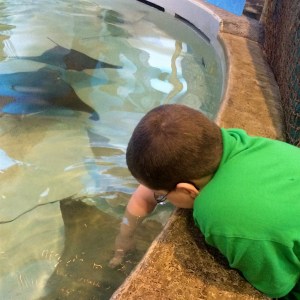 SB2015 - Thomas with stingray